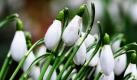 Schneeglöckchen blühen in einem Park in Bad Krozingen in der Rheinebene. Die milden, teils vorfrühlingshaften Temperaturen in einigen Landesteilen haben Frühblüher an geschützten sprießen lassen. In den nächsten Tagen sollen die Temperaturen allerdings wieder zurückgehen.  Foto: dapd