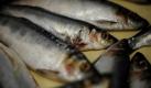 Nummer Zehn:Zwar gibt es kaum ein Lebensmittel, das den menschlichen Organismus so günstig versorgt, wie Fisch und andere Meerestiere. Aber dieses gesunde Essen hat auch seine gefährliche Kehrseite: Viele Menschen reagieren allergisch. Da die Meere als Müllkippe benutzt werden, sind zudem viele Fische mit zahlreichen Giftstoffen, wie etwa Quecksilber, belastet. Ist der Fisch nicht mehr frisch, droht zudem eine Fischvergiftung, die in schweren Fällen innerhalb von Minuten zum Tod führen können. Foto: ddp