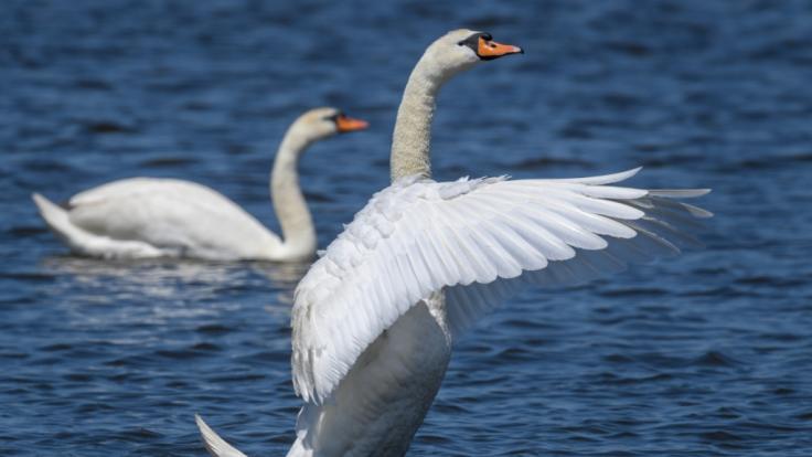 Der Schwan war verletzt und Stand auf dem Standstreifen der Autobahn.