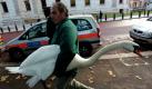 Ein Angestellter des Londoner Parkservice trägt einen Schwan zurück an dessen Teich. Das Federvieh war ausgebüxt und legte auf einer Straße im Zentrum der Metropole den Verkehr lahm. Foto: dapd