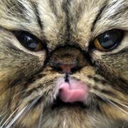 Katzenschnurren soll heilen (Foto)