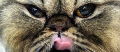 Katzenschnurren soll heilen (Foto)