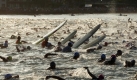 Aller Anfang ist noch leicht: Rund 1800 Triathleten starten zu 3,8 Kilometer Schwimmen in der Pazifikbrandung. Foto: dpa