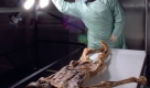 Ötzi 2 (Foto)