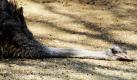 Ein Strauß liegt im Straubinger Tierpark ausgestreckt am Boden und genießt die wärmenden Strahlen der Frühlingssonne.  Foto: dpa