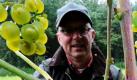 Winzer Steffen J. Montigny liest auf dem Weingut Hof Altmühlen im schleswig-holsteinischen Grebin die ersten Trauben der weißen Sorte Solaris. Die im Jahr 2009 gepflanzten Trauben sind die ersten, die nach dem offiziellen schleswig-holsteinischen Weinanbaugesetz gelesen werden. Rund 700 Flaschen Wein werden unter dem Namen Terra Altmühlen ab Frühjahr 2011 in den Handel kommen. Foto: dpa
