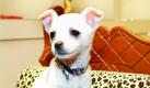 Manche Menschen sind nur zum Glück auf der Welt, heißt es oft. Manche Tiere offensichtlich auch. Conchita, eine Chihuahua-Hündin, sorgt in den USA für Schlagzeilen. Ihre Besitzerin hat der Chihuahua-Hündin neben allerlei Luxus drei Millionen Dollar hinterlassen  mehr als ihrem eigenen Sohn. Der klagt jetzt gegen das Testament. Conchita wird es nicht kümmern, ihr Lebensabend dürfte gesichert sein. Foto: dpa