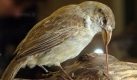 Dieser präparierte Singvogel verdankt seinen Namen Charles Darwin: Der britische Naturwissenschaftler, der vor 200 Jahren geboren wurde und vor 150 Jahren seine Evolutionstheorie Die Entstehung der Arten veröffentlichte, beobachtete die Vögel während seiner Forschungsreise auf den Galapagos-Inseln im Stillen Ozean. Der Begriff Darwinfinken wurde allerdings erst Mitte des 20. Jahrhunderts geprägt. Foto: dpa