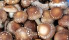 Geerntete Shiitake-Pilze (Lentinula edodes) liegen am Montag (24.07.06) in der Integra Lausitz GmbH im ostsaechsischen Hoyerswerda in einer Kiste. Die Integra Lausitz GmbH produziert seit September 2004 in einer ehemaligen Schweinemastanlage Shiitake-Pilze. 'In acht Raeumen von je 150 Quadratmetern ernten unsere sechs Mitarbeiter in der Hauptsaison zwei Tonnen Pilze im Monat', sagt der Geschaeftsfuehrer Dieter Muecke. Der Pilzanbau begann als ein Projekt fuer Langzeitarbeitslose, sozial Benachteiligte und Behinderte.

Foto: Norbert Millauer/ ddp Foto: ddp
