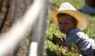 Coleman Brunet, 2, of Hartford, Wis. looks on at the action in the arena at the 52nd Annual Mid-Western Rodeo in Manawa, Wis. on Saturday afternoon, July 3, 2010. The rodeo draws thousands of spectators every year. (AP Photo/Shawano Leader,Cory Dellenbach) Foto: ap