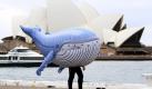 Ein aufblasbarer Buckelwal flaniert an der Hafenpromenade in Sydney, um auf den Start der jährlichen Walbeobachtungssaison aufmerksam zu machen. Erwartet wird, dass rund 4000 der riesigen Meerestiere an der australischen Metropole vorbeiziehen werden. Das sind so viele wie seit Jahrzehnten nicht mehr. Foto: dapd