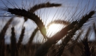Antikörper spielen auch bei dem Bluttest auf Zöliakie eine Rolle. Wer an der Glutenunverträglichkeit erkrankt ist, muss besonders bei Getreideprodukten aufpassen. Foto: dpa