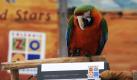 Der Papagei Inka sitzt in Hannover im Zoo im Rahmen der jährlichen Inventur auf einer Waage. Insgesamt 2235 Tiere in 250 Arten leben derzeit im Zoo in Hannover, das hat die Inventur ergeben. 
 Foto: ddp