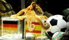 Oktopus Paul sitzt in Oberhausen in seinem Aquarium im Sea Life auf einem Kunststoffbehälter, in dem die spanische Nationalflagge angebracht ist  kein gutes Zeichen für Deutschland-Fans. Denn  Paul angelte sich die Muschel aus der spanischen Box und sagt somit denHalbfinalsieg der spanischen Nationalmannschaft gegen Deutschland bei der Fußball-WM in Südafrika voraus. Richtig schlimm wirds erst, wenn man Pauls Quote betrachtet: Bisher hat er bei allen Deutschland-Spielen richtig getippt. Foto: ddp