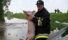 Die Evakuierung ist schweißtreibend. Ein Feuerwehrmann rettet gerade ein Schwein aus dem Krisengebiet. Foto: dpa