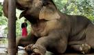 A man looks at Pa Hae Po, a wounded 22-year-old male elephant using trunk to support its balance while being treated at the Elephant Hospital in Lampang province, northern Thailand Tuesday, Sept. 13, 2011. The elephant received an injury on the front left foot when it stepped on a landmine on Sunday while working in the forest near the Thai-Myanmar border. (Foto:Wichai Taprieu/AP/dapd)

Ein Mann schaut Pa Hae Po, ein verwundeter 22-jährigen männlichen Elefanten mit Rüssel, um ihr Gleichgewicht zu unterstützen, während an der Elephant Hospital in Lampang Provinz Nord-Thailand Dienstag 13 September, 2011 behandelt wird. Der Elefant wurde eine Verletzung an der linken vorderen Fuß, wenn er auf eine Landmine trat am Sonntag während der Arbeit im Wald in der Nähe des Thai-burmesischen Grenze. (Foto: Wichai Taprieu / AP / dapd) Foto: dapd