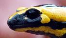 Salamander (Foto)