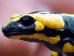 Salamander (Foto)