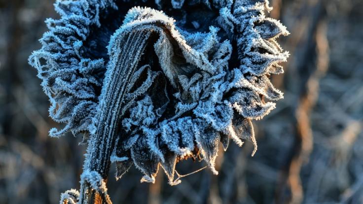 Raureif auf einer vertrockneten Sonnenblume: Am letzten Oktober-Wochenende wird der erste Wintereinbruch erwartet.