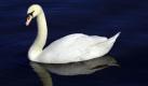 Schwanensee: Dieser Höckerschwan im Treptower Hafen genießt den sonnigen Start ins Wochenende in aller Eleganz. Foto: dapd