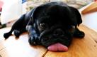 Mops Mowgli hat sich in Wackernheim ein schattiges Plätzchen gesucht und lässt die Zunge hängen. Deutschland hat mit Temperaturen von bis zu 38,8 Grad den Hitzerekord des Jahres aufgestellt. Wärmegewitter sollen laut den Meteorologen nur kurzfristig für leichte Abkühlung sorgen.  Foto: dpa