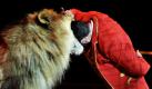 Der ukrainische Dompteur Vladislav Goncharov legt seinen Kopf in das Maul eines dressierten Löwen. Die kopflose Show gehört zumProgramm des Ungarischen Nationalzirkus, der zur Zeit in Budapest probt. Foto: ap