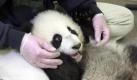 San Diego, Kalifornien. Zwei Pandabären im Zoo von San Diego sollten sich am Wochenende ungestört näher kommen. Dafür sorgte die Zooverwaltung, die das Gehege von Weibchen Bai Yun (19) und Partner Gao Gao (20) ausnahmsweise für die Besucher sperrte, berichtete die Los Angeles Times. Zuvor hatten die Betreuer mit Hilfe von Hormonmessungen bestimmt, dass Bai Yun am Wochenende brünstig sein könnte. Die gewöhnlich einzelgängerischen Tiere sind nur an wenigen Tagen im Jahr, meist im April, paarungswillig. Foto: dpa