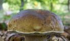 Steinpilze schmecken nicht nur frisch: Wer sie einfriert oder trocknet, hat länger etwas davon. (Bild: dpa) Foto: dpa