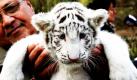 Ein sechs Wochen altes weißes Tigerbaby wird bei einem Pressetermin im Serengeti-Park im niedersächsischen Hodenhagen von seinem menschlichen Ziehvater gehalten. Zwei weiße Tiger namens Rico und Kico wurden am 8. März in dem Park geboren. Foto: ap