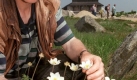Auch der Teufelsbart des Brockens ist gefhrdet, vor allem, weil die Pflanze immer wieder von Touristen zertreten wird. Die Anemonenart, die man nur auf dem hchsten Berg im Harz findet, ist fr Mensch und Tier leicht giftig. Rund 2000 Pflanzen gibt es laut Schtzungen des Bundes fr Umwelt und Naturschutz noch. Foto: dpa