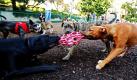 Hunde spielen in einem Auslaufgehege in West-Hollywood miteinander. Foto: ap