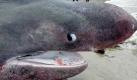 Ein 6,64 Meter langer Riesenhai (Cetorhinus maximus) ist Fischern vor der Nordwestküste Mexikos in Netz gegangen. Der ungewollte «Beifang» wurde an Land gezogen und verendete.

Die harmlosen Planktonfresser haben auf der Roten Liste der bedrohten Arten den Status «verletzlich», ihre Zahl ist rückläufig. Die Tiere geraten immer wieder in Fischernetze. Nach dem Walhai ist der Riesenhai der zweitgrößte Fisch in den Weltmeeren. Beide Arten sind gefährdet, weil sie sehr langsam wachsen und die Geschlechtsreife erst sehr spät erreichen. Hinzu kommt eine geringe Fortpflanzungsrate. Verluste können daher nur schwer ausgeglichen werden. Foto: dpa