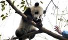 Ein frei lebender Panda im chinesischen Panda-Schutzgebiet in Chengdu. Die scheuen Tiere sind hervorragende Kletterer. Foto: dapd