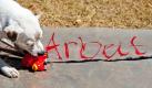 Quietschen für gerechte Arbeitsbedingungen: Der Jack-Russell-Terrier Parson Dolly spielt in Düsseldorf vor dem Landtagsgebäude mit einer roten ver.di-Kampfente auf einem von Demonstranten ausgelegten Transparent. Foto: ddp