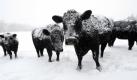 Weiß gesprenkelt vom Schnee sind Rinder auf einer Weide in Baxter County in Arkansas. Im Norden des US-Bundesstaates steht die weiße Pracht 30 Zentimeter hoch.  Foto: dapd