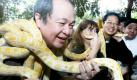 Der philippinische Zoobesitzer Manny Tangco posiert mit Schlangen bei einer Presseveranstaltung im Zoo in Malabon. Foto: dpa