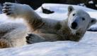 Eisbär Knut suhlt sich in seinem Gehege im Zoologischen Garten in Berlin im Schnee. In Deutschland bleibt es bitterkalt. Grund sei das kräftige Hoch Dirk, das kalte Luft in die Osthälfte Deutschlands lenke, teilte der Deutsche Wetterdienst mit. Foto: ddp