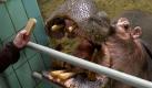Bereitwillig reißt Nilpferd Petra ihr riesiges Maul auf. Jeden Morgen bekommt sie eine Pille verabreicht, groß wie ein Stück Seife. Die Dame verhütet, denn aus Platzgründen möchte der Frankfurter Zoo keinen Nachwuchs bei den Flusspferden. Hier geht's zur Meldung. Foto: dapd