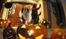 An Halloween ist Zeit für Streiche. Dabei sollte aber nichts beschädigt werden. (Bild: dpa) Foto: dpa