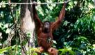 Ein Orangutan bahnt sich an einem Seil den Weg durch das dicht bewachsene Sepilok Orangutan Reservat im Osten Malaysias. Malaysische Forscher testen, ob drei Jungtiere der Affenart, die in Gefangenschaft zur Welt kamen, in der Lage sind, sich an das Leben in der Wildnis außerhalb von Borneo anzupassen. Aktivisten kritisieren das Experiment: Es bringe keine Hilfe für die bedrohten Primaten.  Foto: dapd