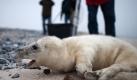 Geschafft! Dieser verlassene Kegelrobben-Heuler wurde auf Helgoland aufgesammelt und wird jetzt in der Aufzuchtstation Norddeich aufgepäppelt. Foto: Christian Charisius Foto: dpa