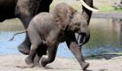 Das Elefantenmädchen Nelly läuft neben Mutter Veri im Freigehege des Serengeti-Parks Hodenhagen. Nelly gilt nach Aussagen der Parkleitung als das letzte in Kontinentaleuropa geborene afrikanische Elefantenkalb seit 2009. Nur noch wenige zoologische Einrichtungen züchten mit afrikanischen Elefanten. In Deutschland sind dies derzeit drei, im restlichen Europa weitere fünf Tierparks.  Foto: dpa