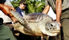 Die indonesische Polizei auf Bali entlässt eine Schildkröte wieder in die Freiheit. Kriminelle Jäger hatten die Tiere gefangen genommen. Foto: dpa