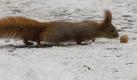 Ein hungriges Eichhörnchen beschnuppert im Lazienki Park in Polens Hauptstadt Warschau eine Nuss. Die kleinen Tiere halten keinen Winterschlaf, können in der kalten Jahreszeit ihren Energieverbrauch aber so drosseln, dass sie nur noch sehr wenig zum Essen brauchen. Foto: Pawel Kula Foto: dpa