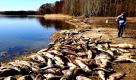 Tote Fische liegen am Ufer des Sees in Rangsdorf, Brandenburg. Der strenge Winter und die lange Zeit geschlosse Eisdecke führte in dem Gewässer zu einem Fischsterben. Neben Welsen sind vor allem Silber- und andere Karpfenarten betroffen.  Foto: dpa