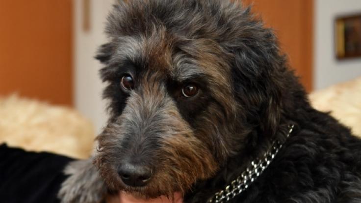 Im US-Bundesstaat musste ein Labradoodle qualvoll sterben.