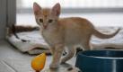 Spielzeug, Napf und Schmusedecke: Ein Katzenbaby braucht eine gewisse Grundausstattung. (Bild: Stache/dpa/tmn) Foto: dpa
