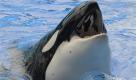 Bei der ersten Show seit dem tödlichen Zwischenfall in Seaworld in Orlando/Florida steckt ein Killerwahl seine Schauze aus dem Wasser. Foto: ap