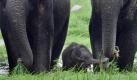 Ein Baby-Elefant schnorrt etwas Gras von seiner Mutter. Die Tiere leben in einem Schutzgebiet in Indien. Örtliche Medien berichten, dass Wildtiere auf der Suche nach Wasser und Nahrung immer verzweifelter werden und sich der Zivilisation nähern. Ein Grund: Die Wälder werden immer weiter abgeholzt und die Menschen greifen mehr und mehr in die Natur ein. Foto: ap