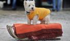 Der 14-jährige West Highland Terrier 'Teddy' wird am Samstag(13.02.2010) von seinem Besitzer auf einem Schlitten durch die Innenstadt in Hamburg gezogen. 'Teddys' altersbedingte Gemütlichkeit zwang Herrchen zu dieser zeitsparenden Maßnahme beim Einkaufsbummel. Erneute Schneefälle verwandelten Norddeutschland wieder in eine Winterlandschaft. Foto: Fabian Bimmer dpa/lno +++(c) dpa - Bildfunk+++ Foto: dpa